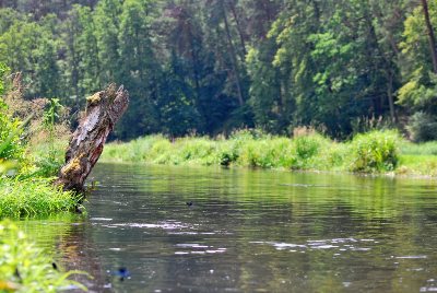 Natura w lesie - spływ kajakowy